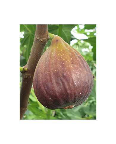 Bio Feigenbaum Wilmington Creeper (**) Bio Feigenbaum Wilmington Creeper (**)