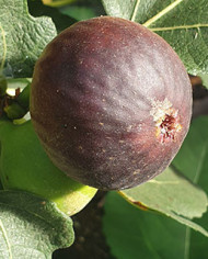 biofeigenbaumwuhan biofeigenbaumwuhan