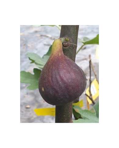 Bio Feigenbaum Wuhan (*)