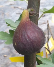 Bio Feigenbaum Wuhan (*)