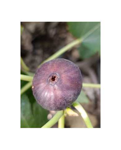 Bio Feigenbaum Wuhan (*)