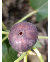 Bio Feigenbaum Wuhan (*)