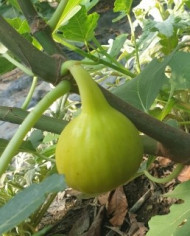 Bio Feigenbaum Yellow Long Neck (**)