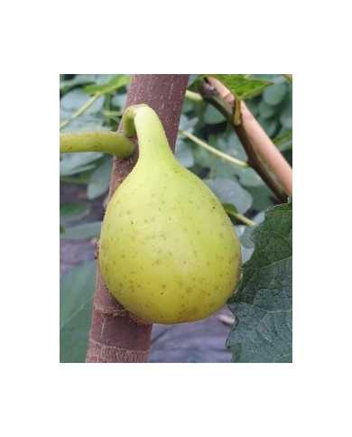 Bio Feigenbaum Yellow Long Neck (**)