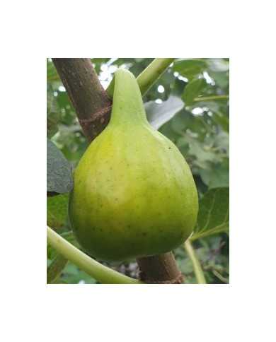 Bio Feigenbaum Yellow Long Neck (**)