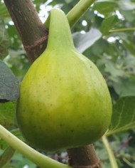 Bio Feigenbaum Yellow Long Neck (**)