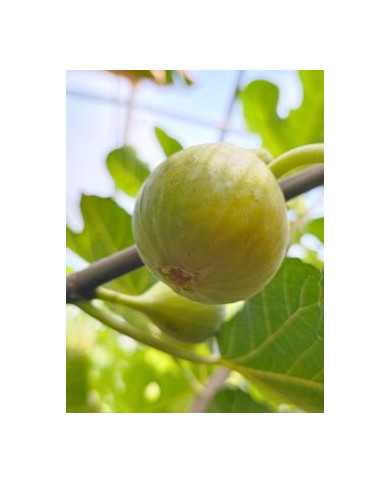 Bio Feigenbaum Yellow Long Neck (**)