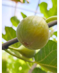 Bio Feigenbaum Yellow Long Neck (**)