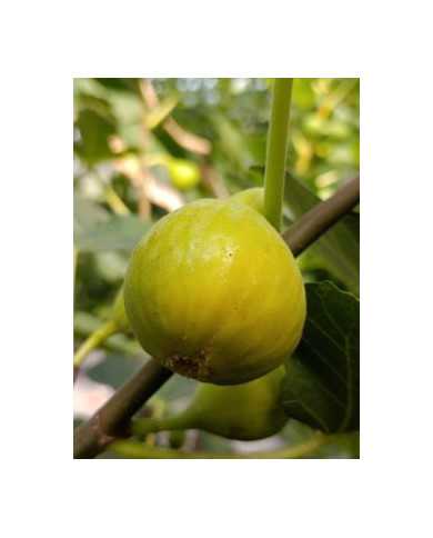 Bio Feigenbaum Yellow Long Neck (**)