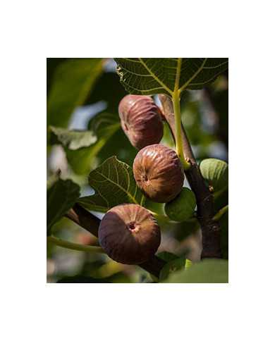 biofeigenbaumzauberfeige biofeigenbaumzauberfeige