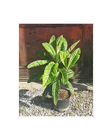 Bio Japanische Wollmispel