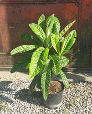 Bio Feijoa, Ananasguave, Brasilianische Guave