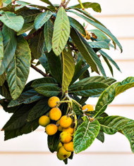 Bio Japanische Wollmispel