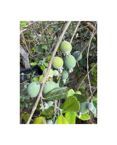 Bio Feijoa, Ananasguave, Brasilianische Guave