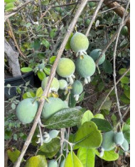 Bio Feijoa, Ananasguave, Brasilianische Guave