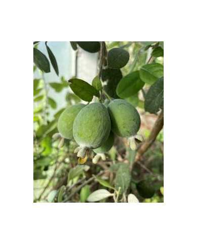 Bio Feijoa, Ananasguave, Brasilianische Guave