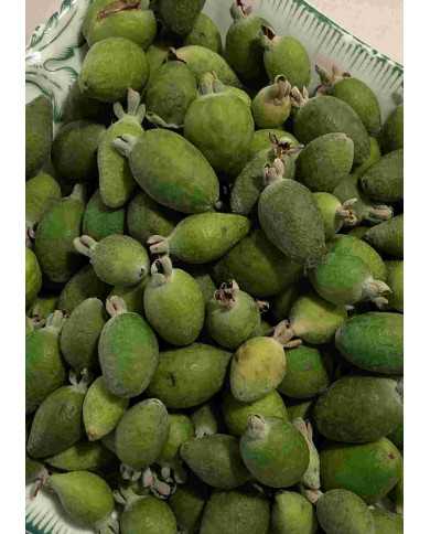 Bio Feijoa, Ananasguave, Brasilianische Guave
