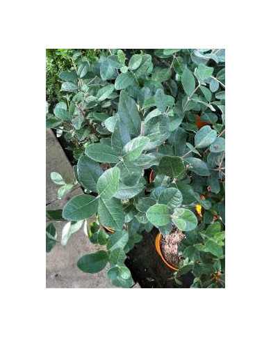 Bio Feijoa, Ananasguave, Brasilianische Guave