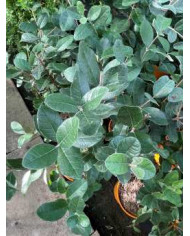 Bio Feijoa, Ananasguave, Brasilianische Guave