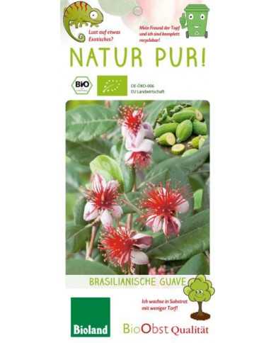 Bio Feijoa, Ananasguave, Brasilianische Guave