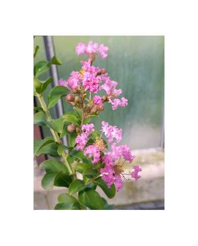 Lagerströmie, Indianerflieder