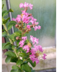 Lagerströmie, Indianerflieder