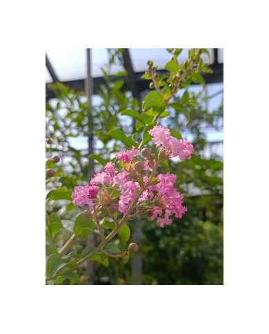 Lagerströmie, Indianerflieder