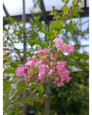 Lagerströmie, Indianerflieder