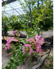 Lagerströmie, Indianerflieder