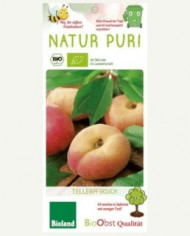 Bio Zitrus Dreiblättrige Orange, Bitterorange, Poncirus trifoliata Bio Zitrus Dreiblättrige Orange, Bitterorange, Poncirus trifoliata