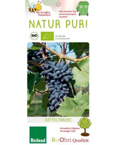 Bio Tafeltraube ''Datteltraube"