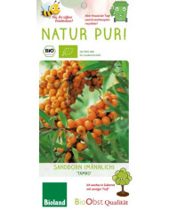 Bio Birnenquitte 'Bereczki' Bio Birnenquitte 'Bereczki'