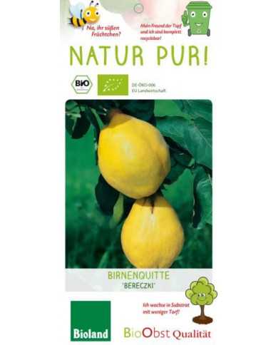 Bio Birnenquitte 'Bereczki'