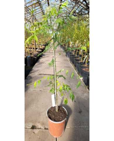 Indisches Curryblatt, Currybaum - nicht winterhart!