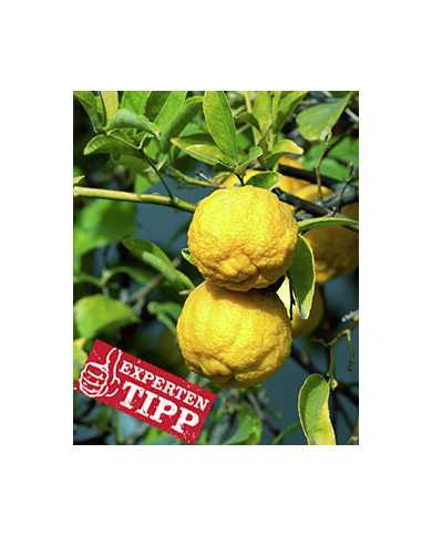 Bio Zitrus - Yuzu - Japanische Zitrone auf Poncirus trifoliata (*)
