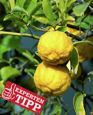 Bio Zitrus - Yuzu - Japanische Zitrone auf Poncirus trifoliata (*)