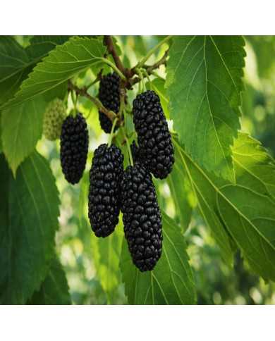 Bio Schwarze Maulbeere