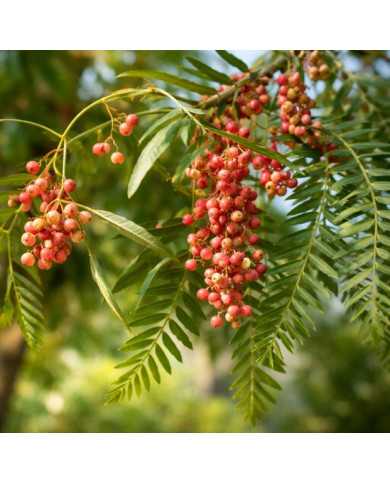 Bio Rosa Pfeffer (frostfrei überwintern)