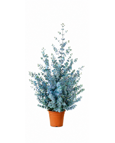 Winterharter Eukalyptus 'Azura'