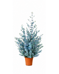 Winterharter Eukalyptus 'Azura'