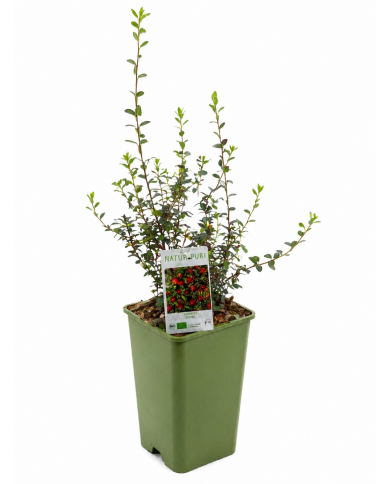 Cranberry, Moosbeere „Stevens“