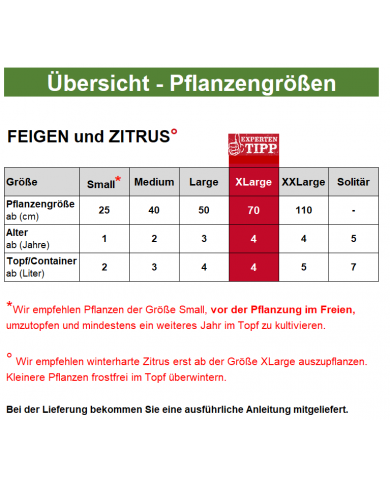 Bio Zitrus - Yuzu - Stämmchen - Japanische Zitrone auf Poncirus trifoliata(*)