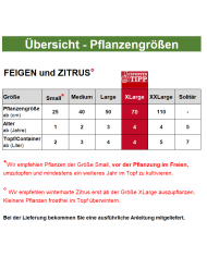 Bio Zitrus - Yuzu - Stämmchen - Japanische Zitrone auf Poncirus trifoliata(*)