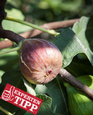 biofeigenbaum-bornholm