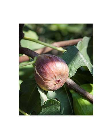Bio Feigenbaum - Bornholm
