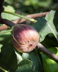 Bio Feigenbaum - Bornholm