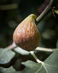Bio Feigenbaum - Bornholm