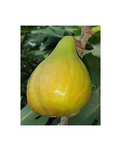 biofeigenbaum-bthietzinger