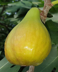 biofeigenbaum-bthietzinger