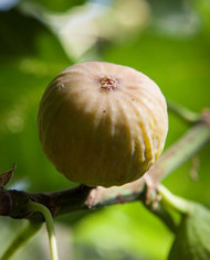 Bio Feigenbaum - BT Hietzinger